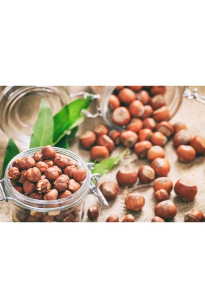 Горіхи фундука Барселонський у стиглому стані.