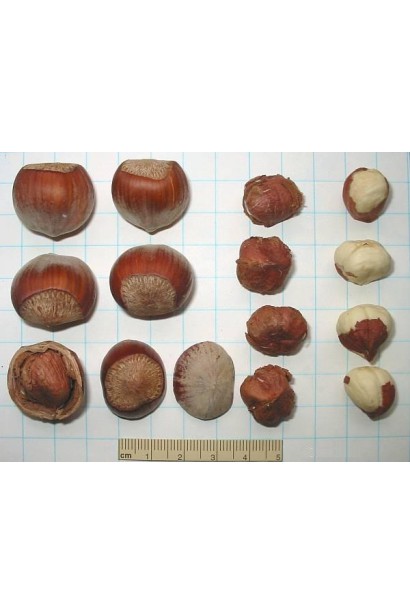 Corylus avellana Barselonskii