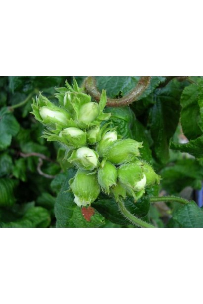 Гілки фундука Barselonskii з горіхами у лісовому саду.