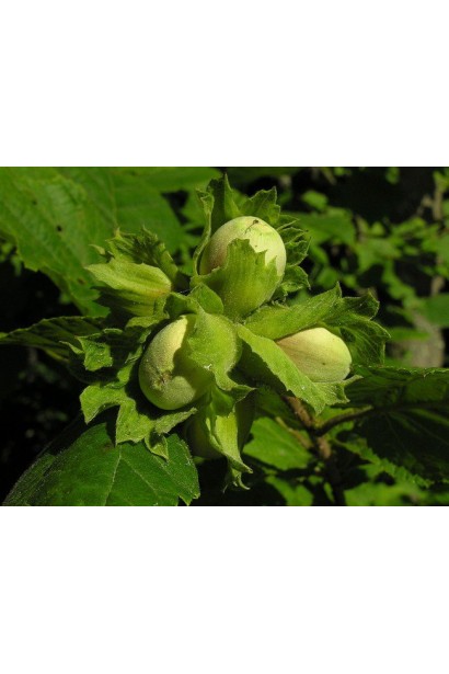 Фундук звичайний Барселонський