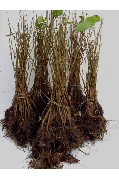 Саджанці з голим коренем фундука Барселонського