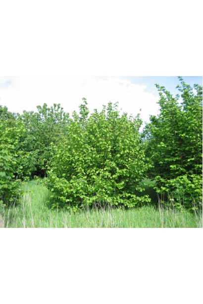 Розлогий кущ фундука Каталонський у саду.