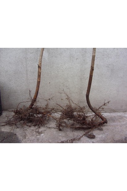 Фундук звичайний Каталонський з голим коренем