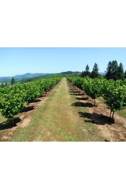 Фундук звичайний Каталонський