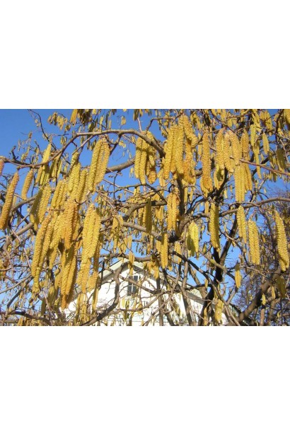 Corylus avellana Katalonskiy