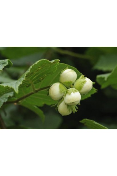 Зелене листя фундука Каталонський з молодими горіхами.