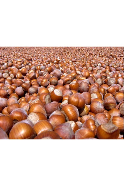 Фундук звичайний Каталонський