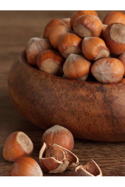 Фундук звичайний Каталонський