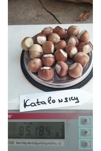 Великі горіхи фундука каталонського