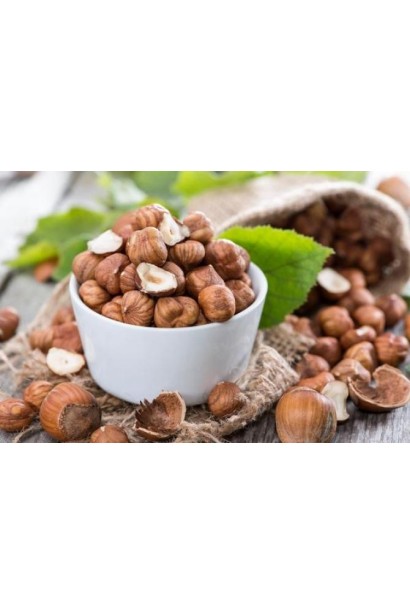 Corylus avellana Katalonskiy