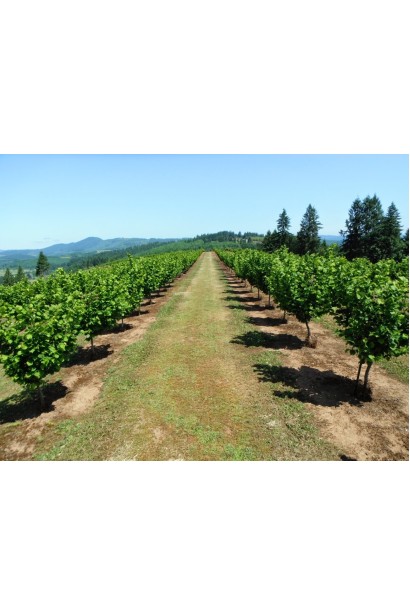 Сад из фундука обыкновенного