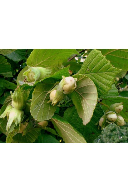 Фундук обыкновенный Галле 