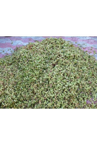 Спелые плоды Фундук обыкновенный Галле