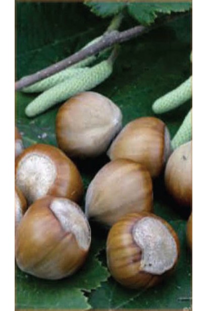 Фундук обыкновенный Галле 