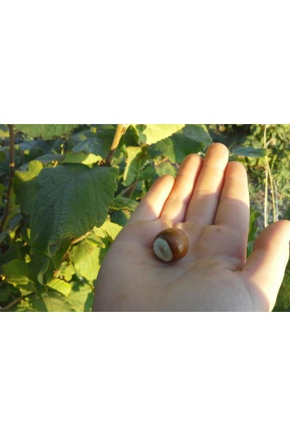 Corylus avellana Halle