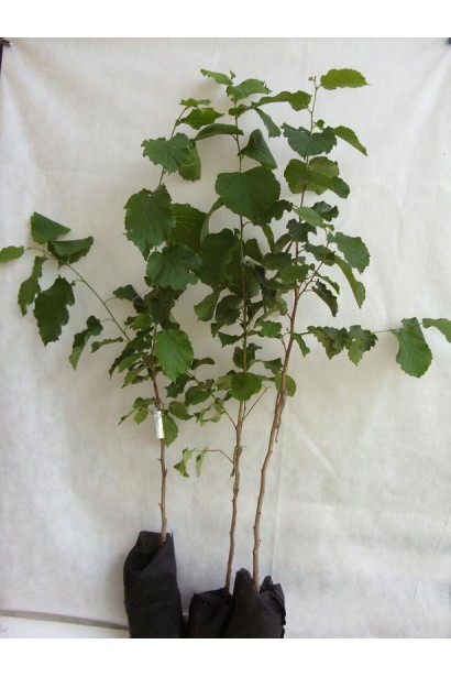 Саженец с голым корнем в садовом центре