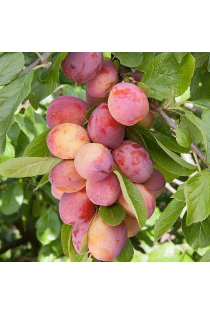 Алича колоновидна Комета плоди