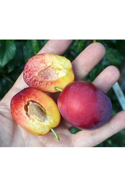 Алича колоновидна Комета плоди м'якоть