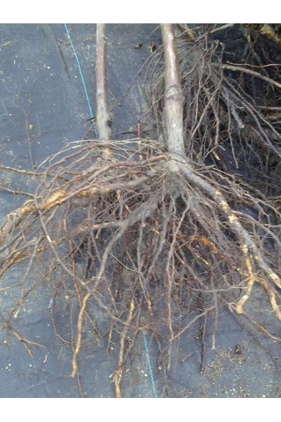 Алича Kometa кореневище