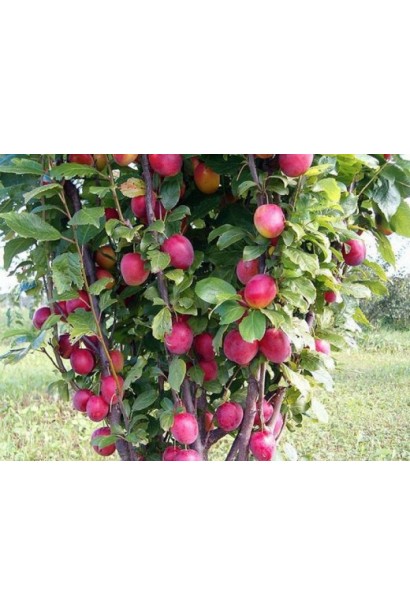 Алича колоновидна Комета плодоношення