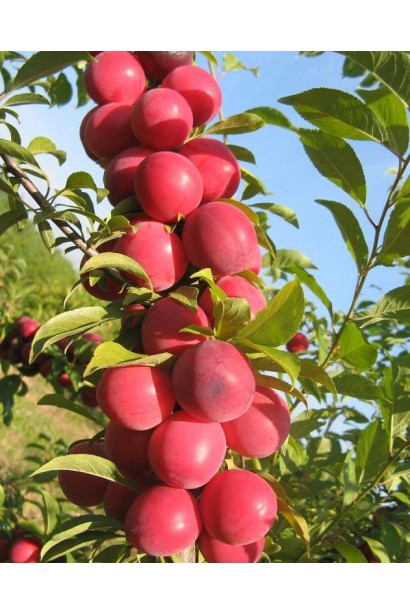  Prunus сolumnar Kometa