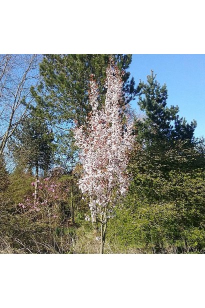 Алича колоновидна Комета дерево