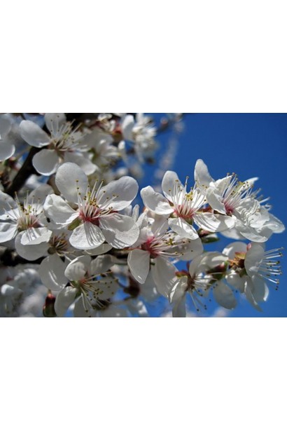 Алича колоновидна Комета цвітіння