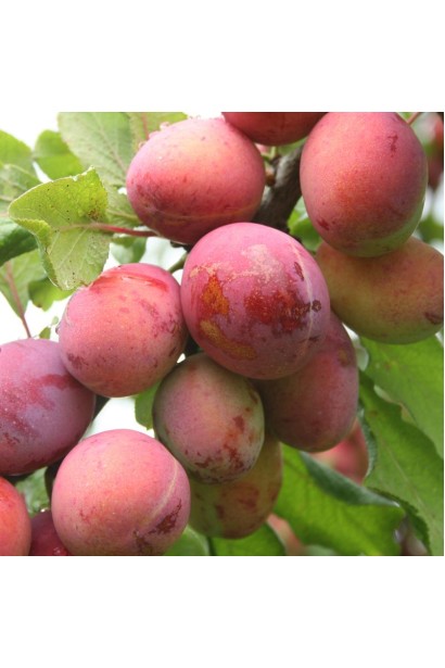  Prunus сolumnar Kometa дозрівання плодів