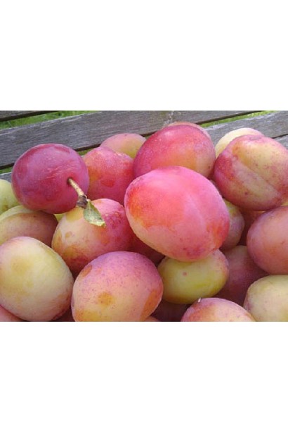 Алича колоновидна Комета (рання)