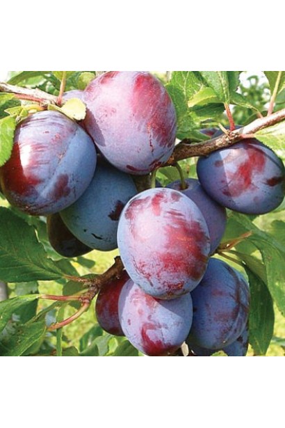 Гілка сливи Ненька з плодами