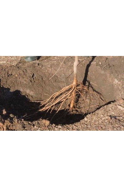 Посадка саджанця з голим коренем