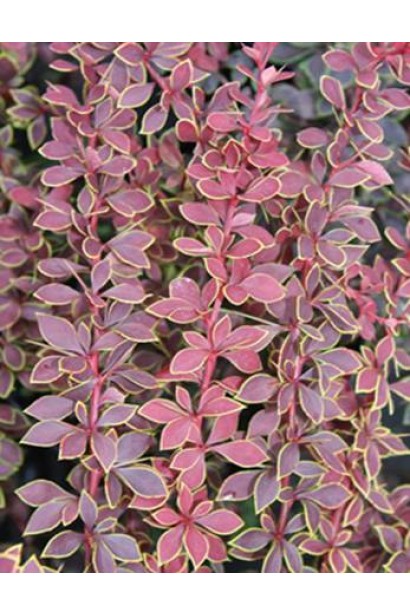 Барбарис Coronita цвет листвы