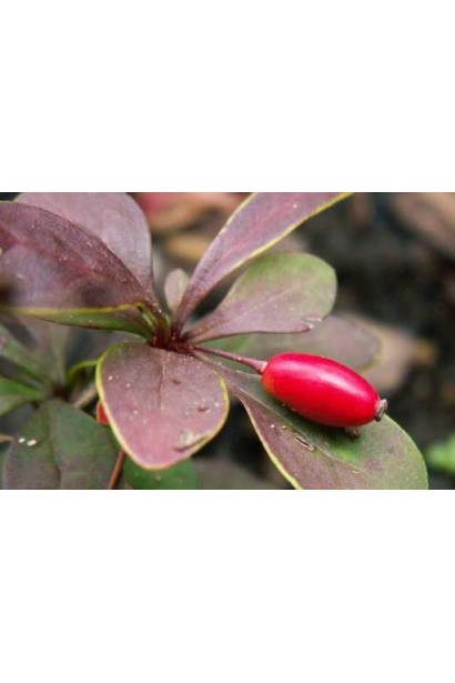 Барбарис Coronita ягоды