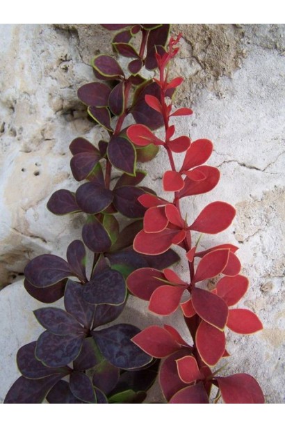 Барбарис Тунберга Коронита