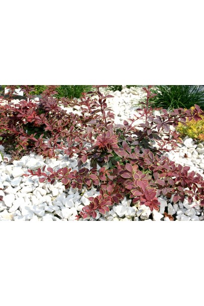 Барбарис с красными листьями