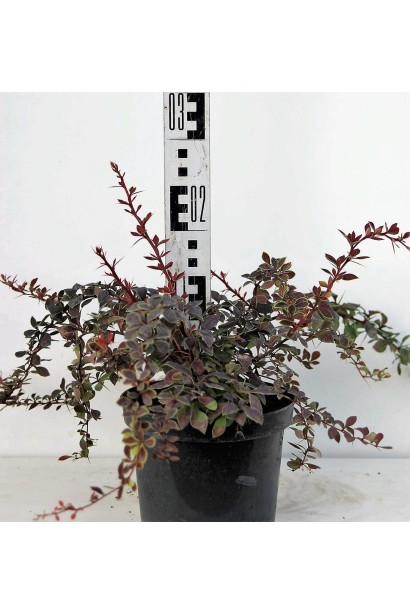 Барбарис Тунберга Коронита в горшке