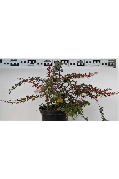 Барбарис Coronita