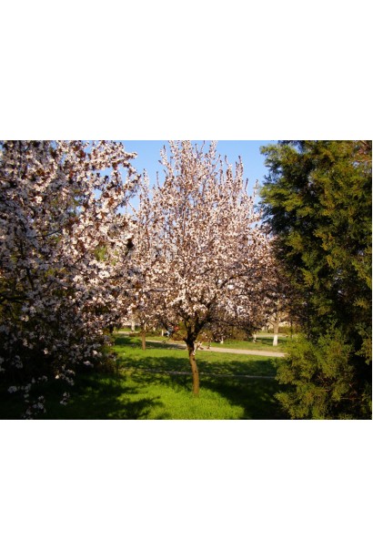 Дерево сливи президент в саду