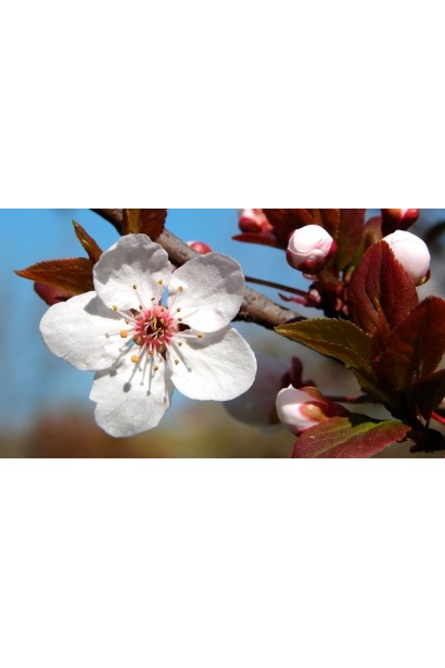 Цвітіння Сливи президент