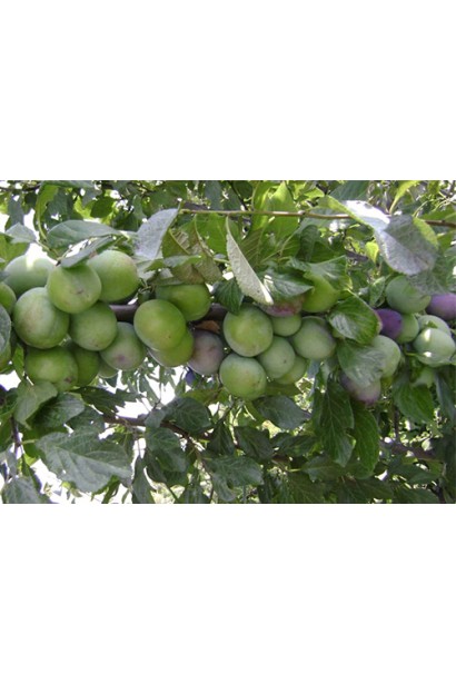 Слива Президент – пізній осінній врожай