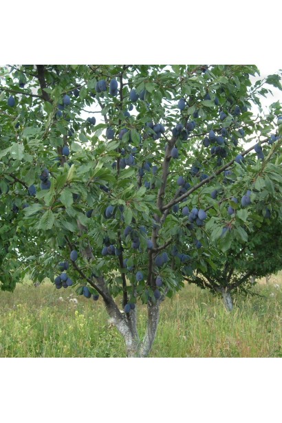 Слива Президент (пізня)