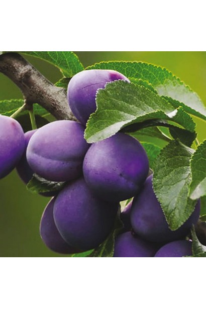 Prunus domestica Prezident – темно-сині плоди