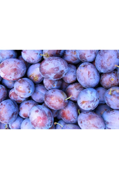 Пізні плоди сливи Президент – яскраво-сині