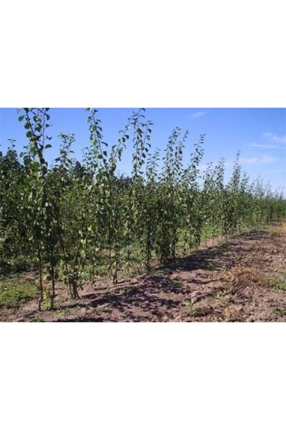 Слива Президент (пізня)