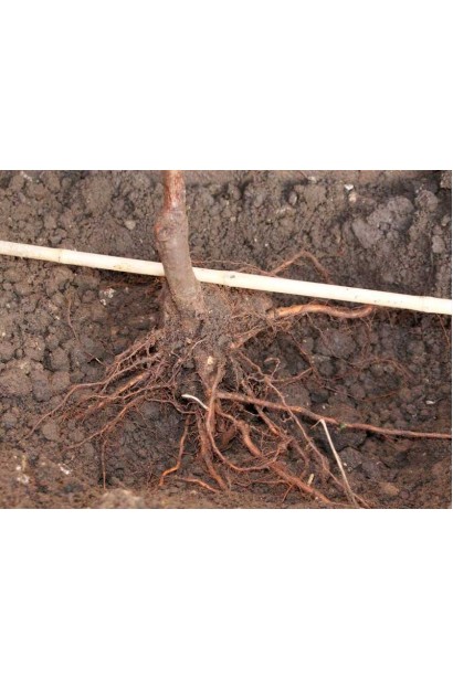 Слива з відкритою кореневою системою