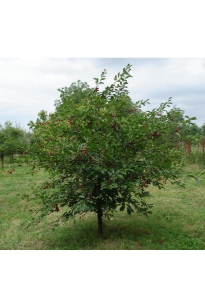 Черешня Джерело (чорна, рання)