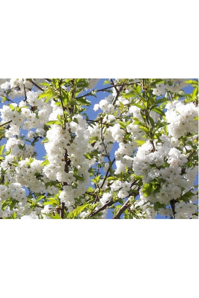 Цвітіння черешні Джерело