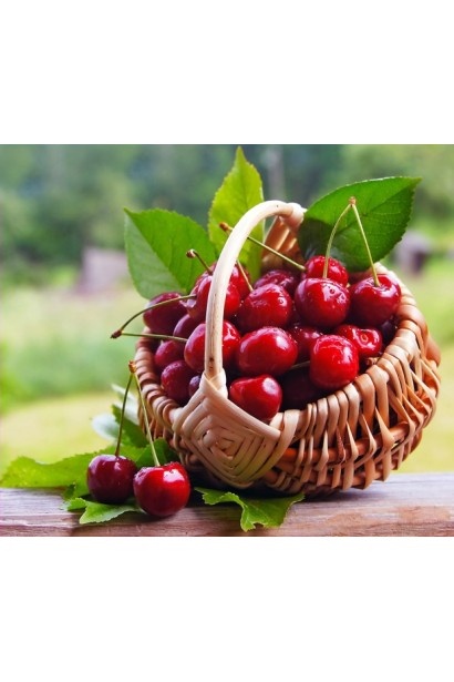 Prunus avium Dzherelo