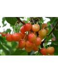 Черешня Присадибна (рожева, літня) | Черешня Приусадебная (розовая, летняя) | Prunus avium Priusadebnaya