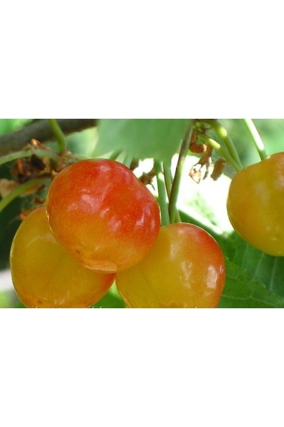 Літня черешня Присадибна з рожевими плодами для саду.